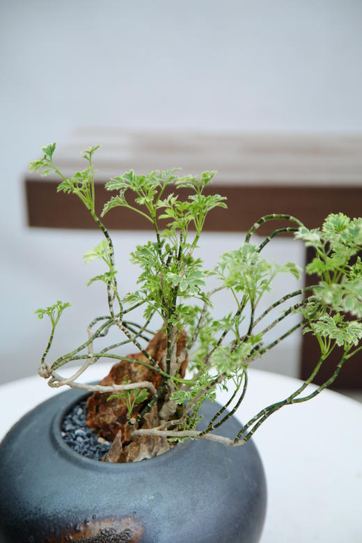 金边福禄桐 商品图1