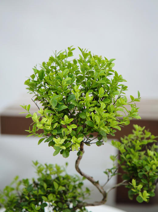 造型赤楠 商品图1