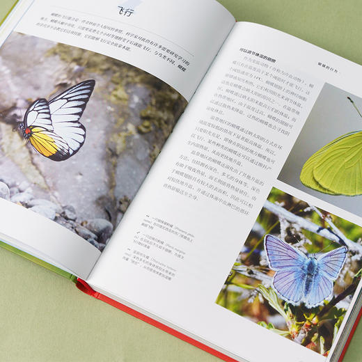 《蝴蝶：一本世界各地蝴蝶生活图鉴》普林斯顿大学生物图鉴系列 鳞翅目 自然百科科普-分销 商品图4