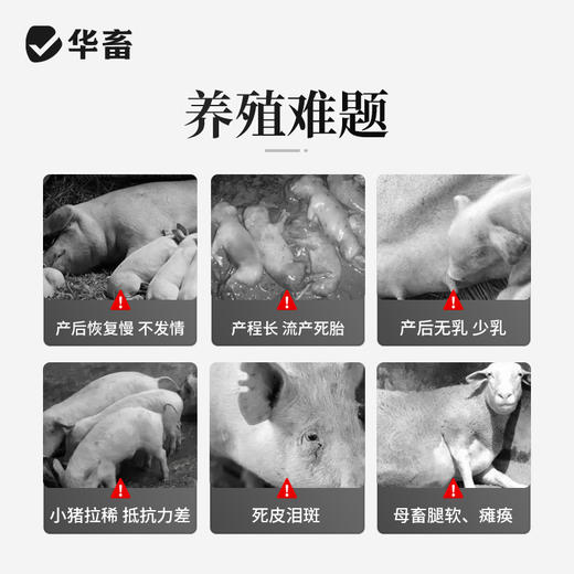 母畜 猪牛羊养殖三宝 营养宝+气血宝+排毒宝 排毒素解毒补充营养气血足催奶下奶 商品图2