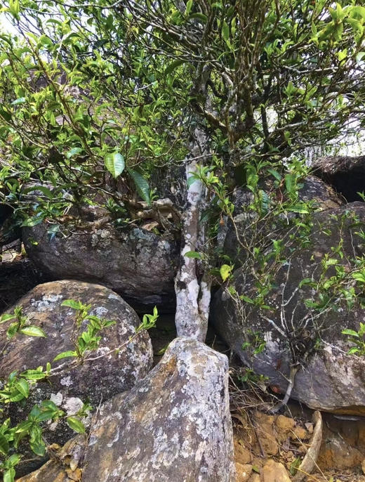 2025【曼岗岩韵】岩石缝里钻出来古树茶 商品图14