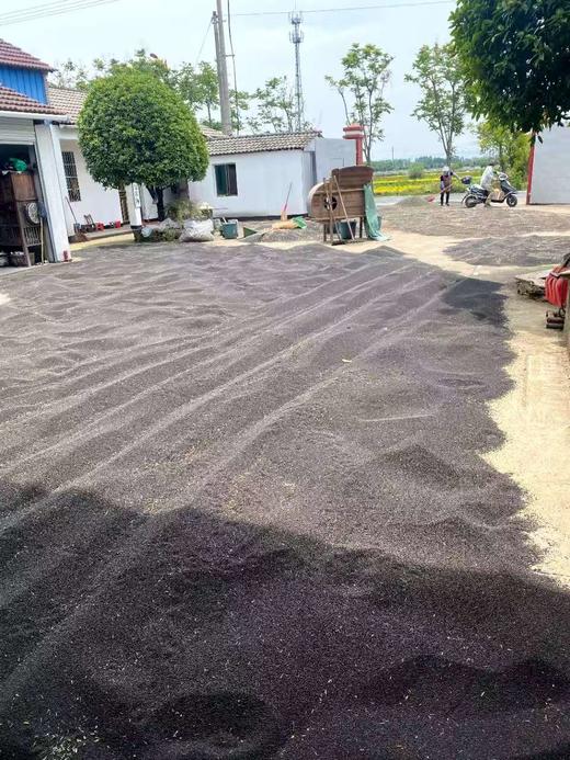 2025年新榨金华土菜籽2.5L米马姐姐用多年的金华鲜榨土菜籽油 商品图4