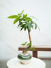 怪头发财树 商品缩略图0