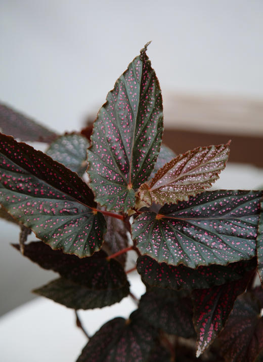 观叶海棠 商品图2