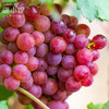 新疆 疆小提 火焰无核 玻璃翠葡萄  脆甜多汁  吃葡萄不吐葡萄皮 商品缩略图0