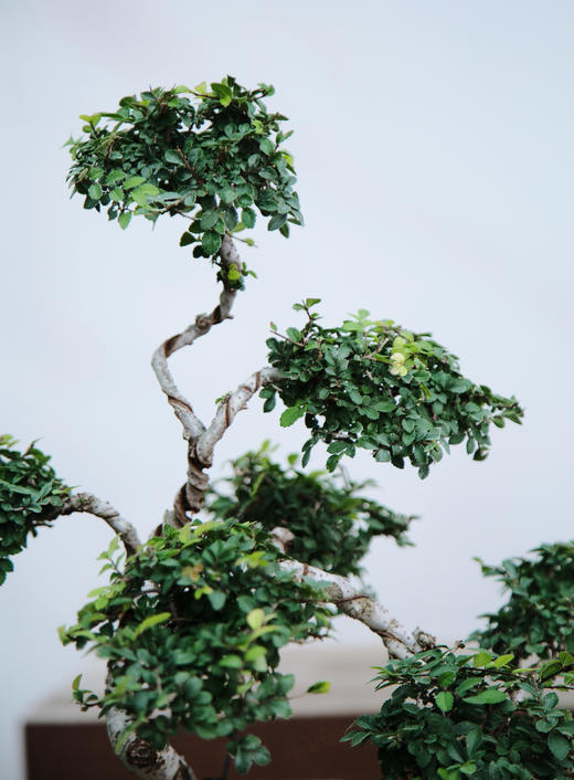 造型榆树 商品图2