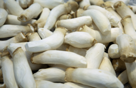 食材挑选大全之——杏鲍菇