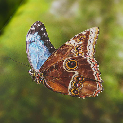 《蝴蝶：一本世界各地蝴蝶生活图鉴》普林斯顿大学生物图鉴系列 鳞翅目 自然百科科普-分销 商品图5