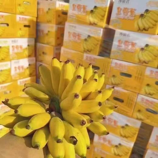 周三取货：【馋猫君皇帝蕉】一箱毛重5斤左右，论颜值和口感并存的一款香蕉！ 商品图3