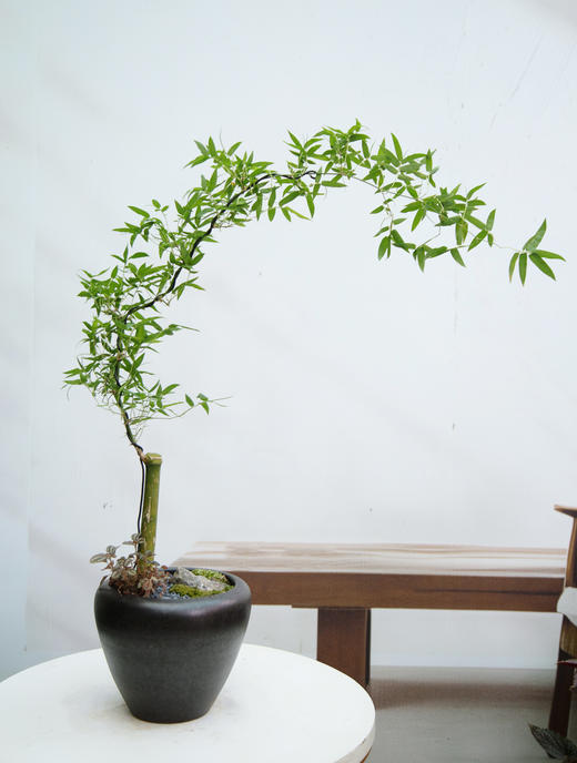 小叶簕竹 商品图0