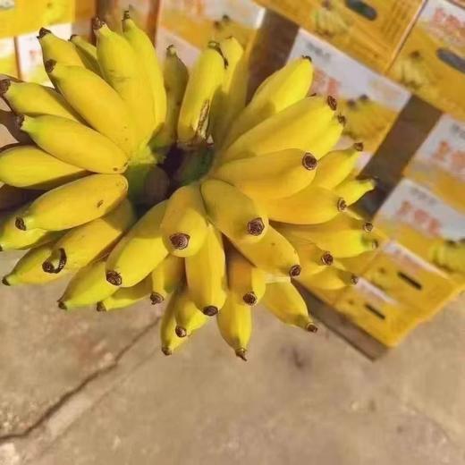 周三取货：【馋猫君皇帝蕉】一箱毛重5斤左右，论颜值和口感并存的一款香蕉！ 商品图5