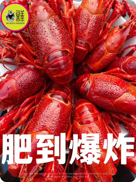 产地直发💝阳澄湖清水炮头小龙虾🦞30只装（顺丰包邮） 商品图8