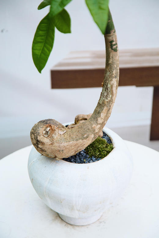 怪头发财树 商品图2