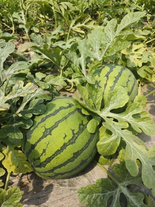 正大西瓜2只/礼盒【NB】 商品图1