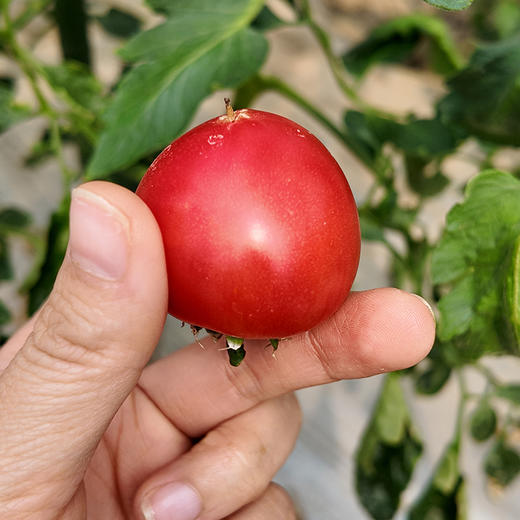 笙绿农业草莓番茄 商品图4