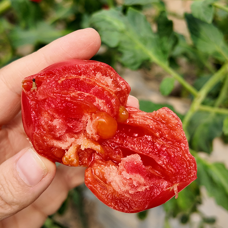 笙绿农业草莓番茄