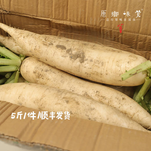 【预售7月5号/6号发货】生态高原白萝卜（农场直发-顺丰包邮）|5斤/份，来自四川小金，生产者：吴明清【合作生产，公平贸易】 商品图3