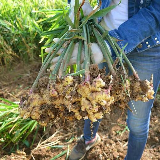 【顺丰包邮】云南小黄姜 商品图4