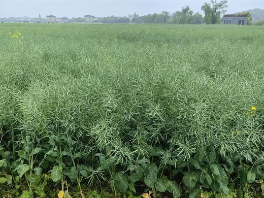 2025年新榨金华土菜籽2.5L米马姐姐用多年的金华鲜榨土菜籽油 商品图2