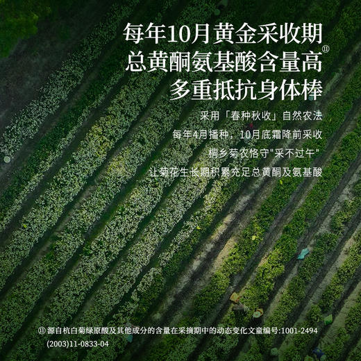 正安 浙江桐乡杭白菊  只取头茬花 朵大香甜润爽 轻松拿下火气 优质原材 60g/罐 商品图7