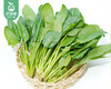 【叼鲜蔬】中科三安嫩叶菠菜/1份（约200g） 商品缩略图2