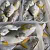 【小金鲳鱼】外海金鲳鱼，活鱼杀好急冻，一斤2-5条，帮杀好 商品缩略图1