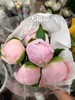 大福哥芍药花5支 商品缩略图5