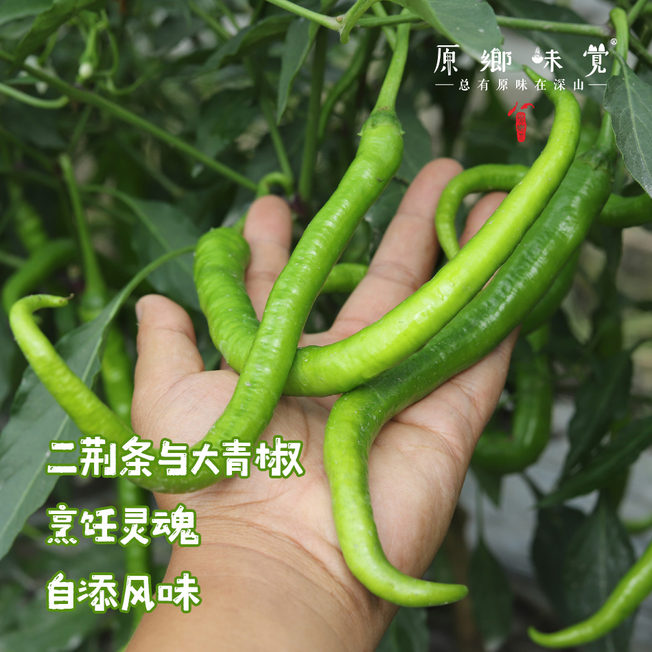 生态青椒/二荆条辣椒/牛角椒（农场直发-顺丰包邮）｜ 成都郫都区基地【原乡农场，自产自销】