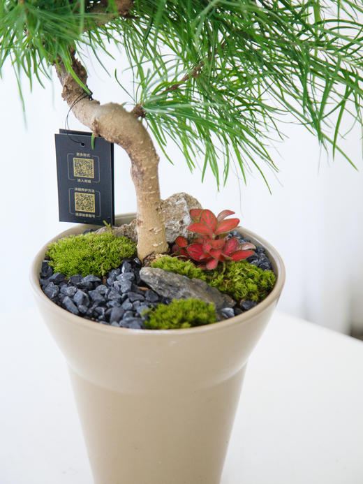 棕色盆金钱松 商品图1