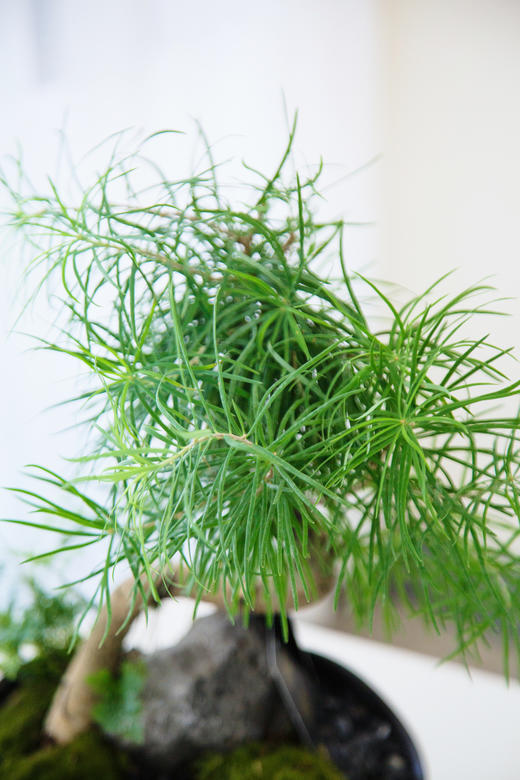 黑色盆金钱松 商品图2