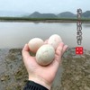 【闹妈甄选】舟山新鲜海鸭蛋/放养海鸭/个大蛋鲜20枚/组 单独发货 商品缩略图1
