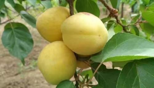 华胥大银杏 果香浓郁 肉质柔软、汁液香甜 顺丰包邮 商品图1