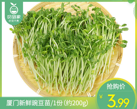 【叼鲜蔬】厦门新鲜豌豆苗/1份（约200g） 商品图0