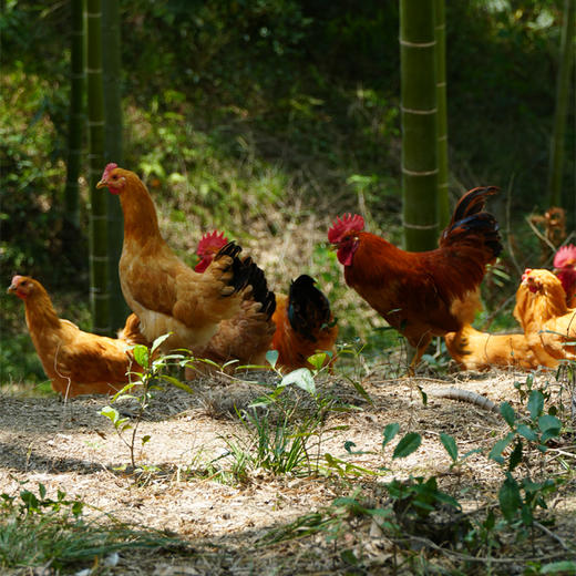 散养竹香生态童子鸡（鲜香） 商品图0