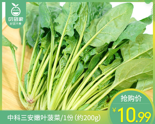 【叼鲜蔬】中科三安嫩叶菠菜/1份（约200g） 商品图0