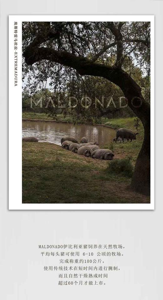 MALDONADO西班牙伊比利亚火腿（后腿） 商品图5