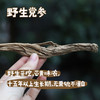 野生党参  15年以上生长期  250g/袋 商品缩略图1