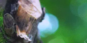 重大发现:早起空腹吃它.气死癌细胞.三高降了.免疫力提高10倍！！