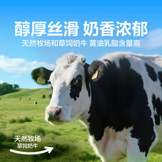 【限时一口价19.9元】芝士手撕包1kg 商品图2