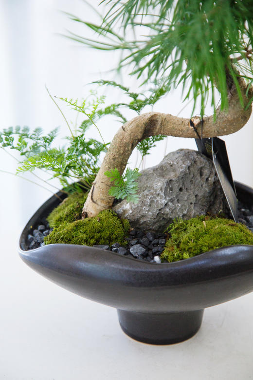 黑色盆金钱松 商品图1