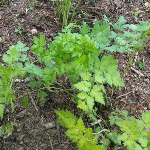 生态藏当归 | 野放无农残 商品图5