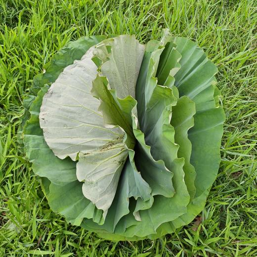 生态鲜荷叶 | 合作生产* Ecological fresh lotus leaves | Partner Production 商品图2
