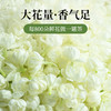 贝叶集茉莉花茶冷泡茶川派茉莉飘雪绿茶浓香型茶叶自己喝官方正品 商品缩略图2