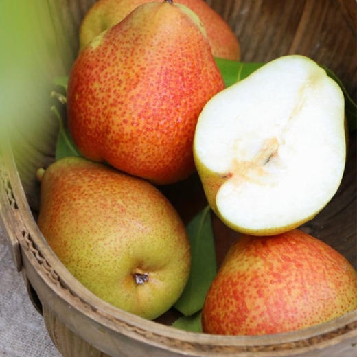 🇿🇦南非彩虹啤梨🍐肉质细嫩、脆甜喷香，入口香甜  带皮吃都不觉得涩 商品图0