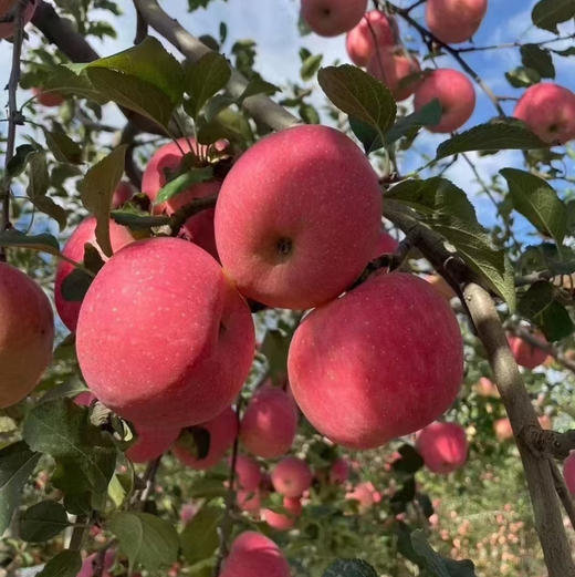 洛川苹果，口感脆甜，80果，4斤/箱 商品图2