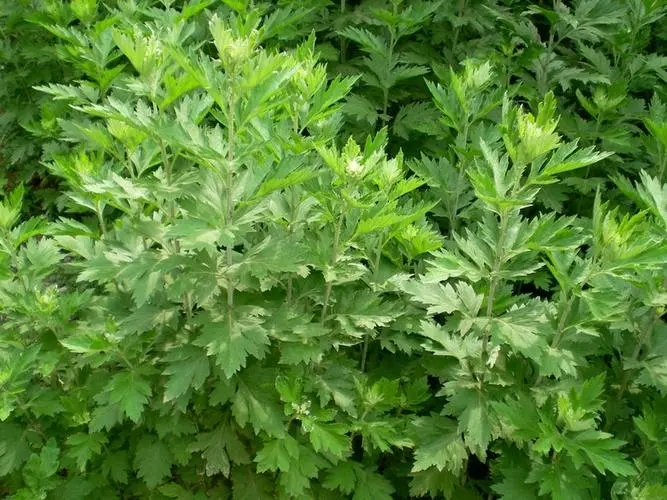 芳研社 | 精油咨询服务  艾草香薰油