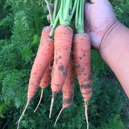 新鲜带泥胡萝卜农家自种 商品图3