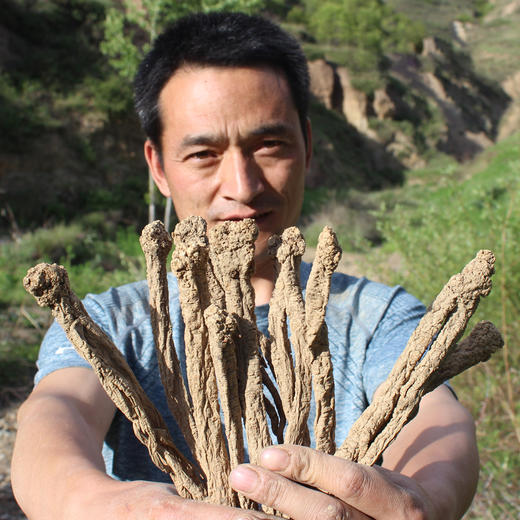 野生党参  15年以上生长期  250g/袋 商品图3