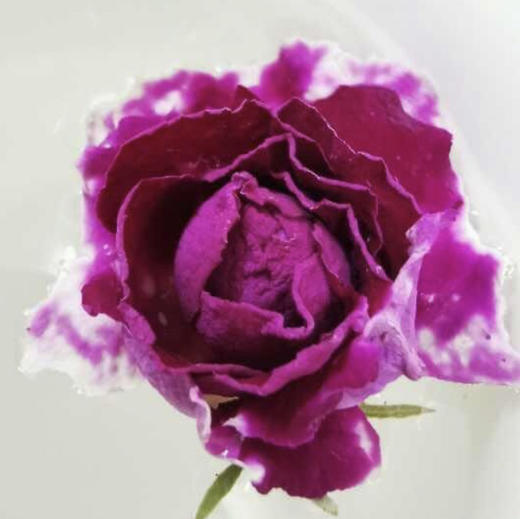 欲放玫瑰花茶，2000多年的老品种 商品图4