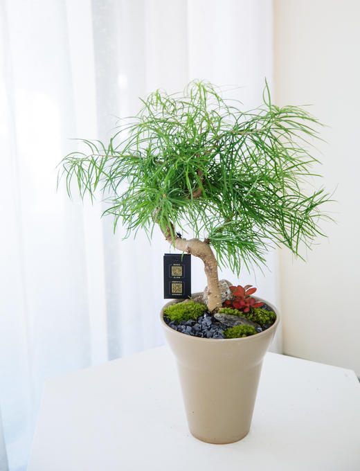 棕色盆金钱松 商品图0